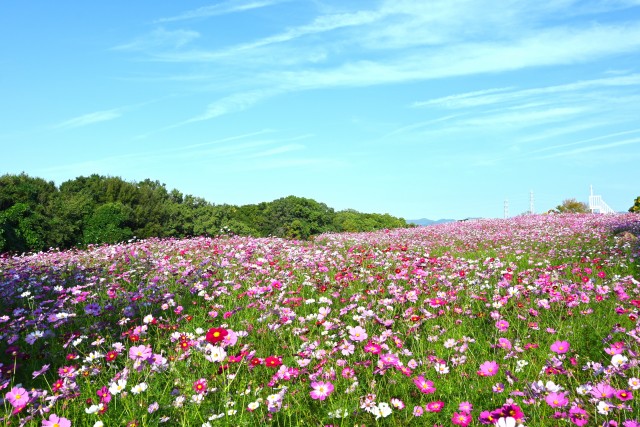 cosmos_231019_01