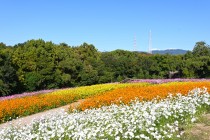 cosmos_231101_05
