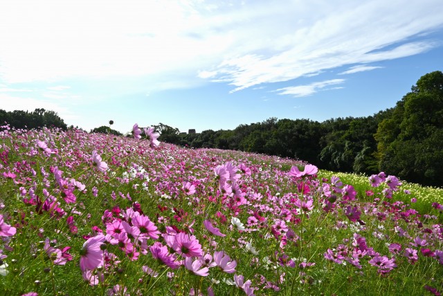 cosmos_241023_01