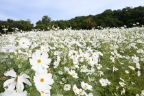 cosmos_241031_06