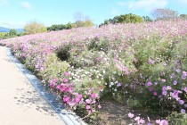 cosmos_241106_03