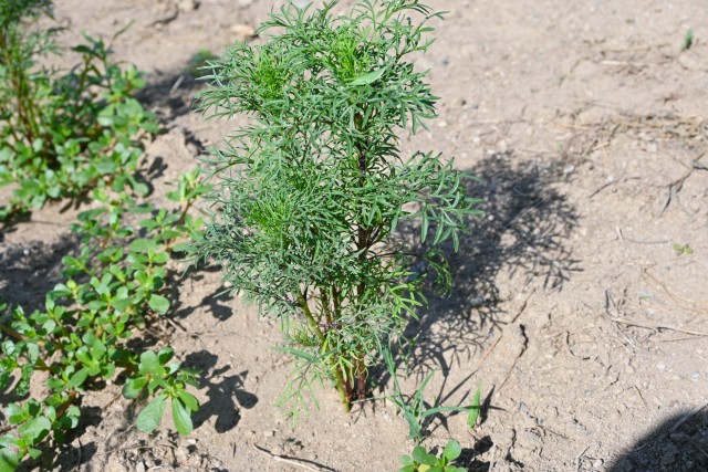 cosmos_250909_01