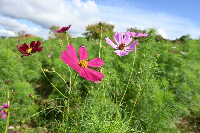 cosmos_250930_02