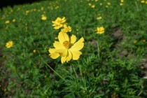 cosmos_250930_03