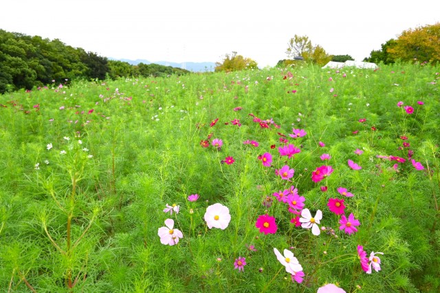  cosmos_251003_01
