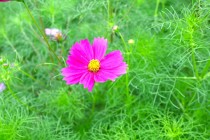 cosmos_251003_03
