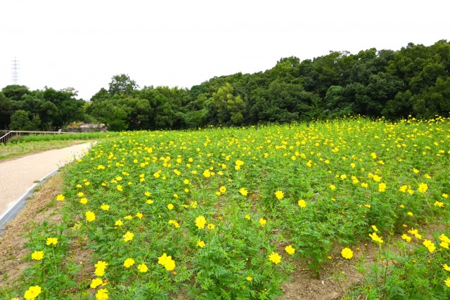 cosmos_251003_04