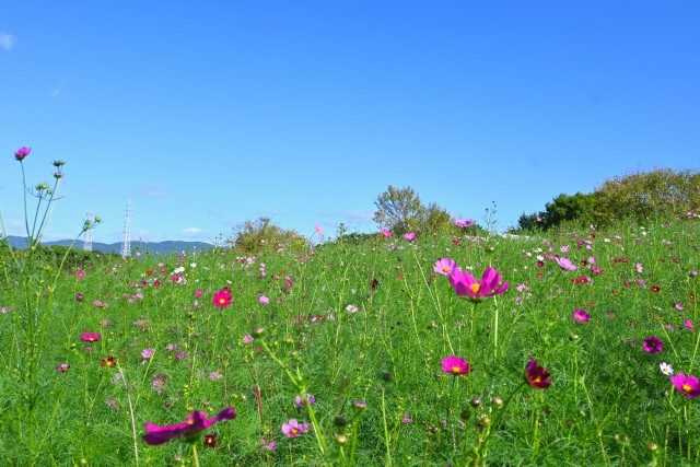 cosmos_251009_01