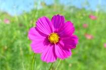 cosmos_251009_02