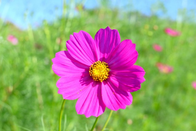cosmos_251009_02