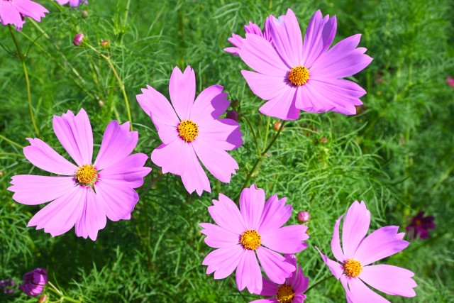 cosmos_251009_03
