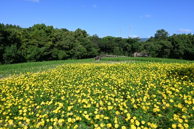cosmos_251009_05