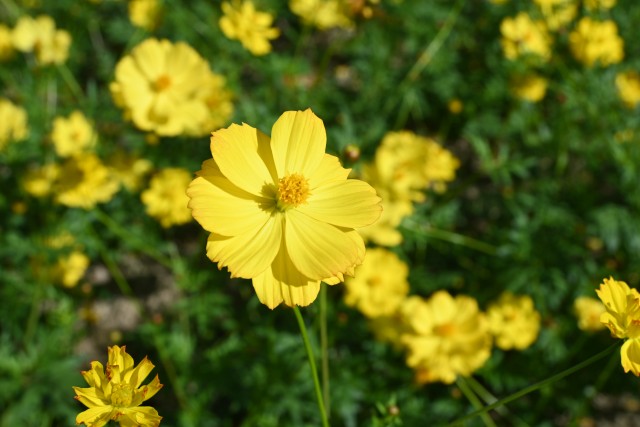 cosmos_251009_06