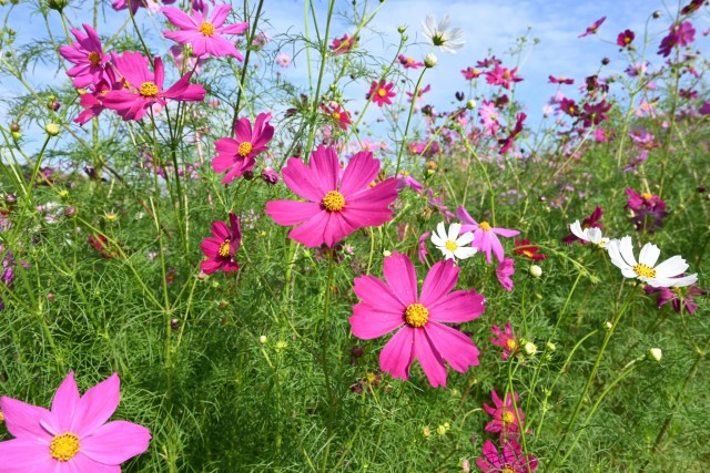 cosmos_251014_01