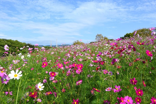 cosmos_251014_02