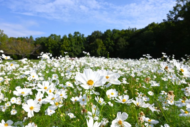 cosmos_251014_03