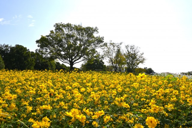 cosmos_251014_04
