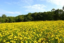 cosmos_251014_05