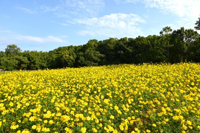 cosmos_251014_05