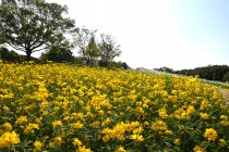 cosmos_251014_06