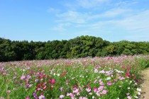 cosmos_251014_07