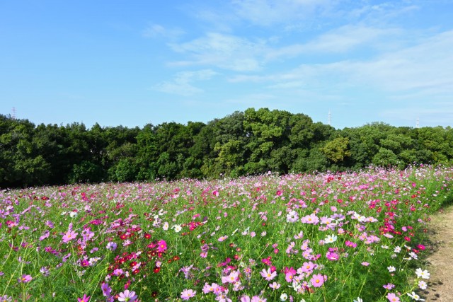 cosmos_251014_07