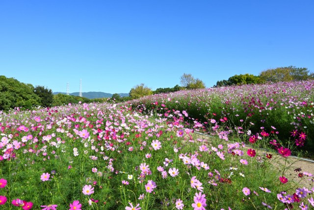 cosmos_251017_01