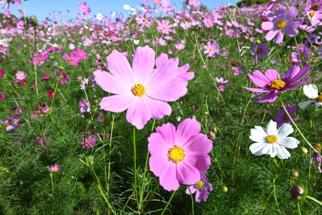 cosmos_251017_02