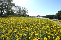 cosmos_251017_03