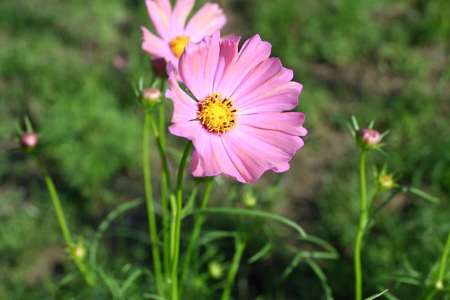 cosmos_251017_04