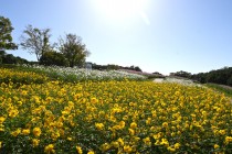 cosmos_251017_05