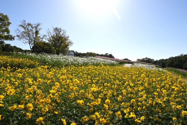 cosmos_251017_05