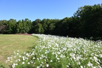 cosmos_251017_06