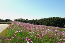 cosmos_251017_07
