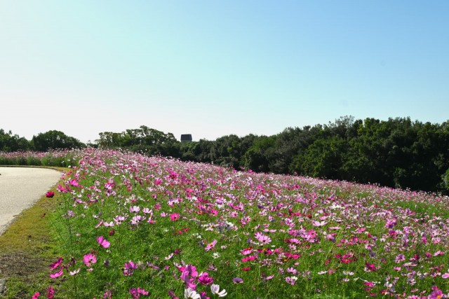 cosmos_251017_07