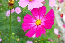 cosmos_251021_02