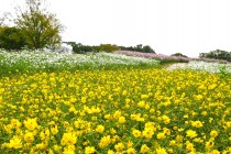 cosmos_251021_03