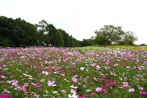 cosmos_251021_04