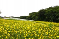 cosmos_251021_05