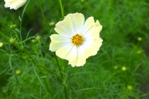 cosmos_251021_06