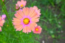 cosmos_251021_07