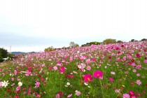 cosmos_251021_08