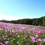cosmos_2510223_0