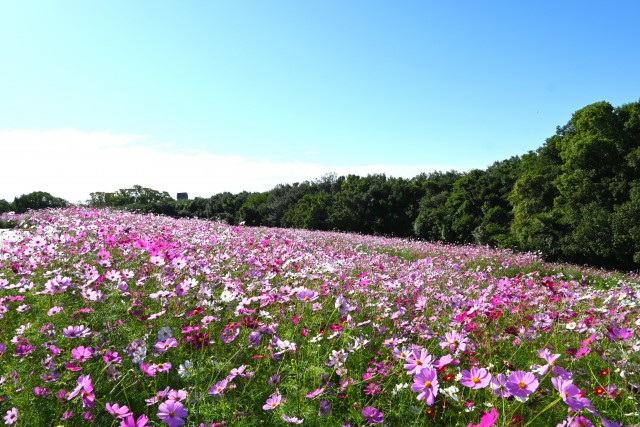 cosmos コスモス
