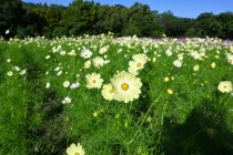 cosmos_251023_02