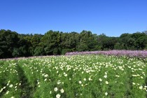 cosmos_251023_04