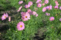 cosmos_251023_05