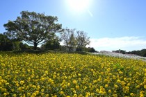 cosmos_251023_07