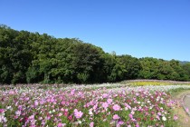 cosmos_251023_08