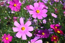 cosmos_251029_02